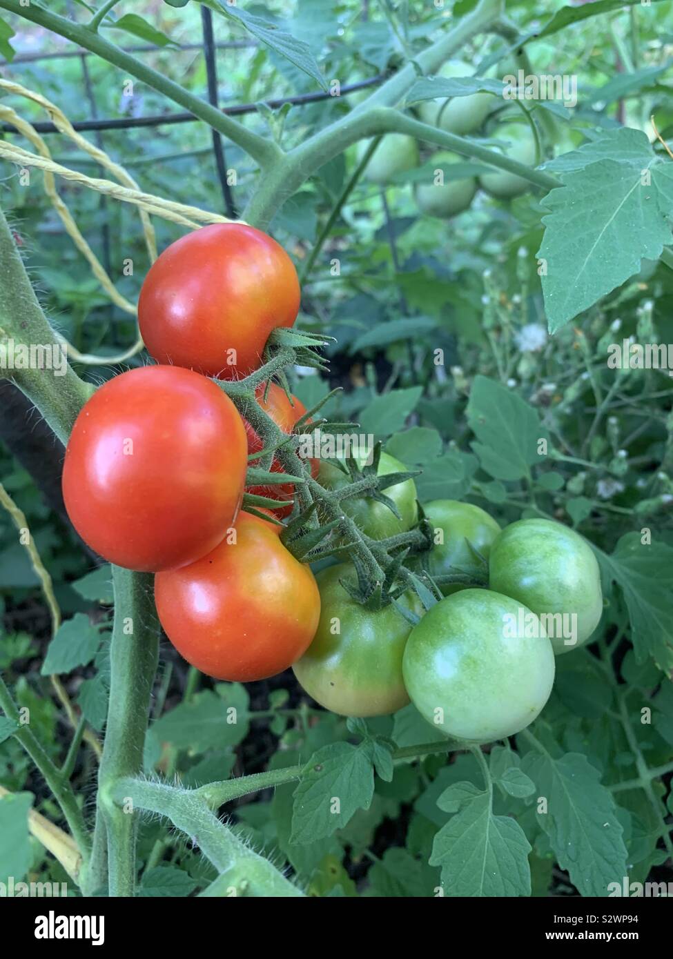 Cherry tomatoes in garden on the vine Stock Photo