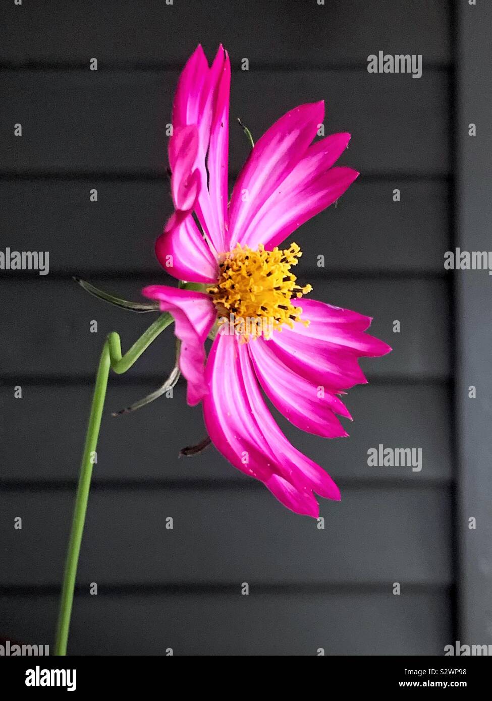 Pink cosmos flower, cut indoors Stock Photo