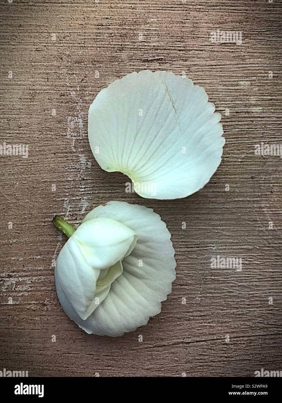 A white flower fallen off a begonia plant. Stock Photo
