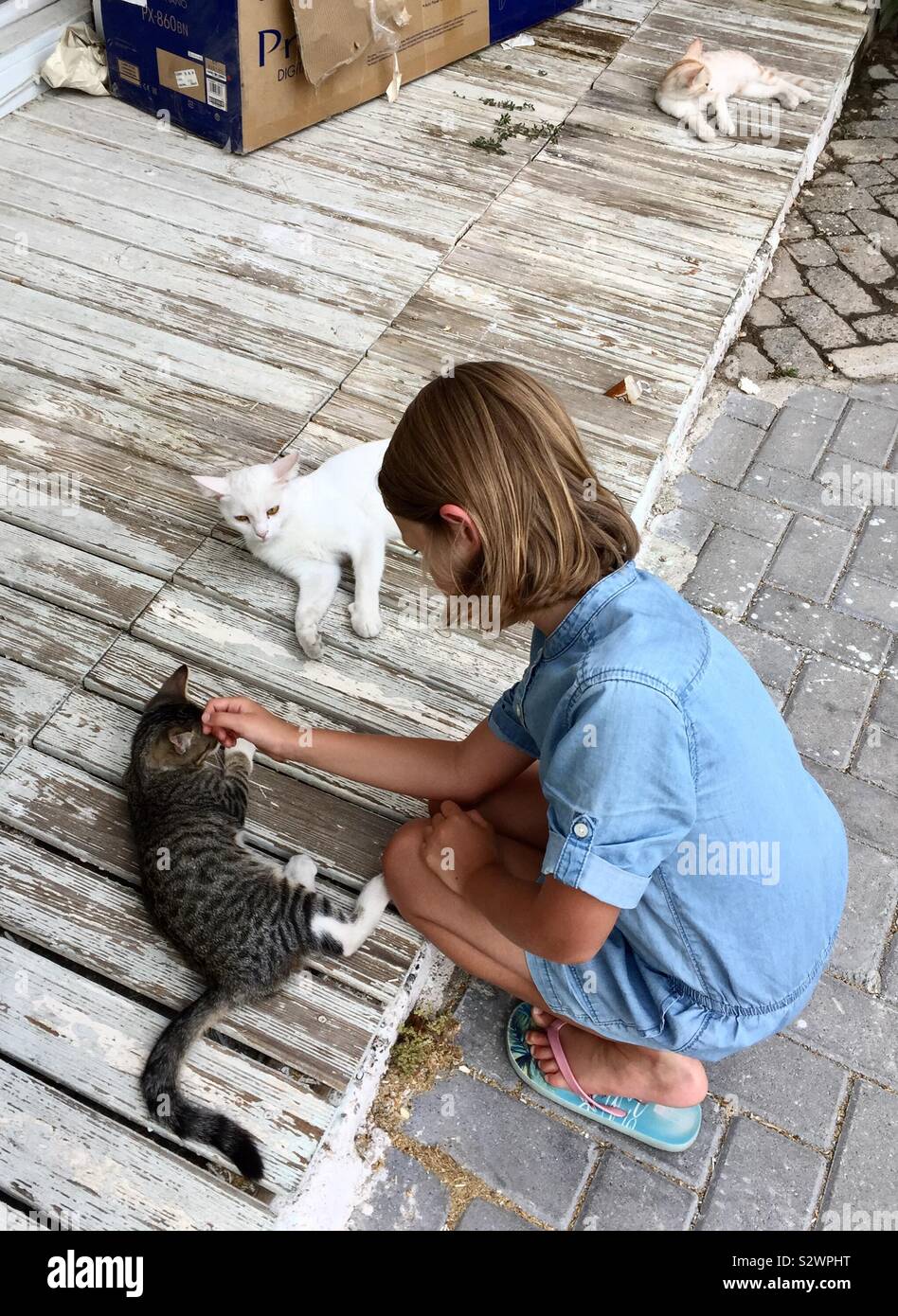 Female child stroking a kitten - Smartphone Captured Stock Image