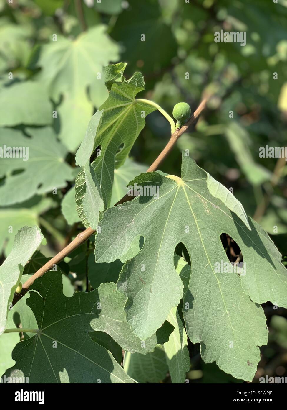 Fig leaves benefits hires stock photography and images Alamy