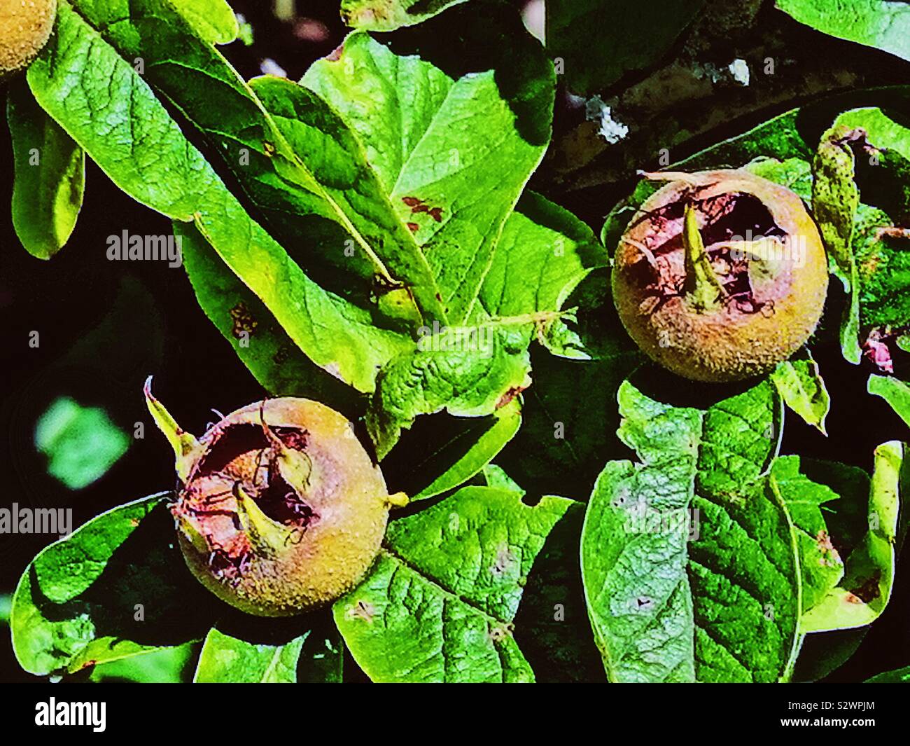 Medlar tree (Mespilus Germanica) with fruit. Fruit on this small tree has been cultivated since Roman times and is unusual in being available in winter and being eaten when bletted Stock Photo