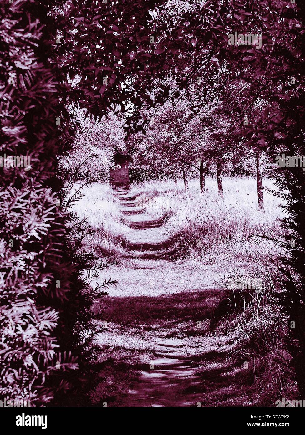 Atmospheric secret path through woodland with sunlight and shadows - Smartphone Captured Stock Image