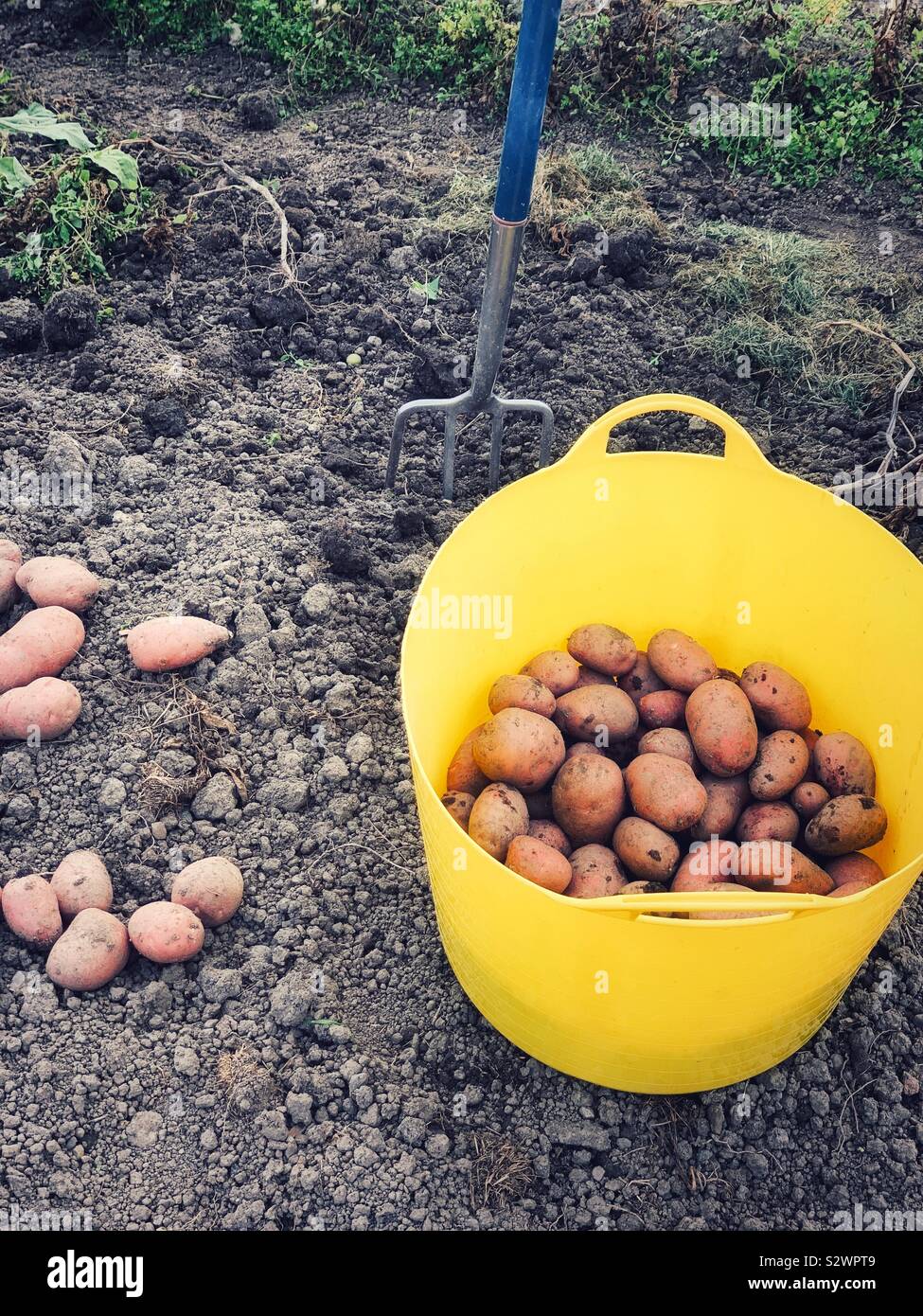 Potato Harvest Stock Photo