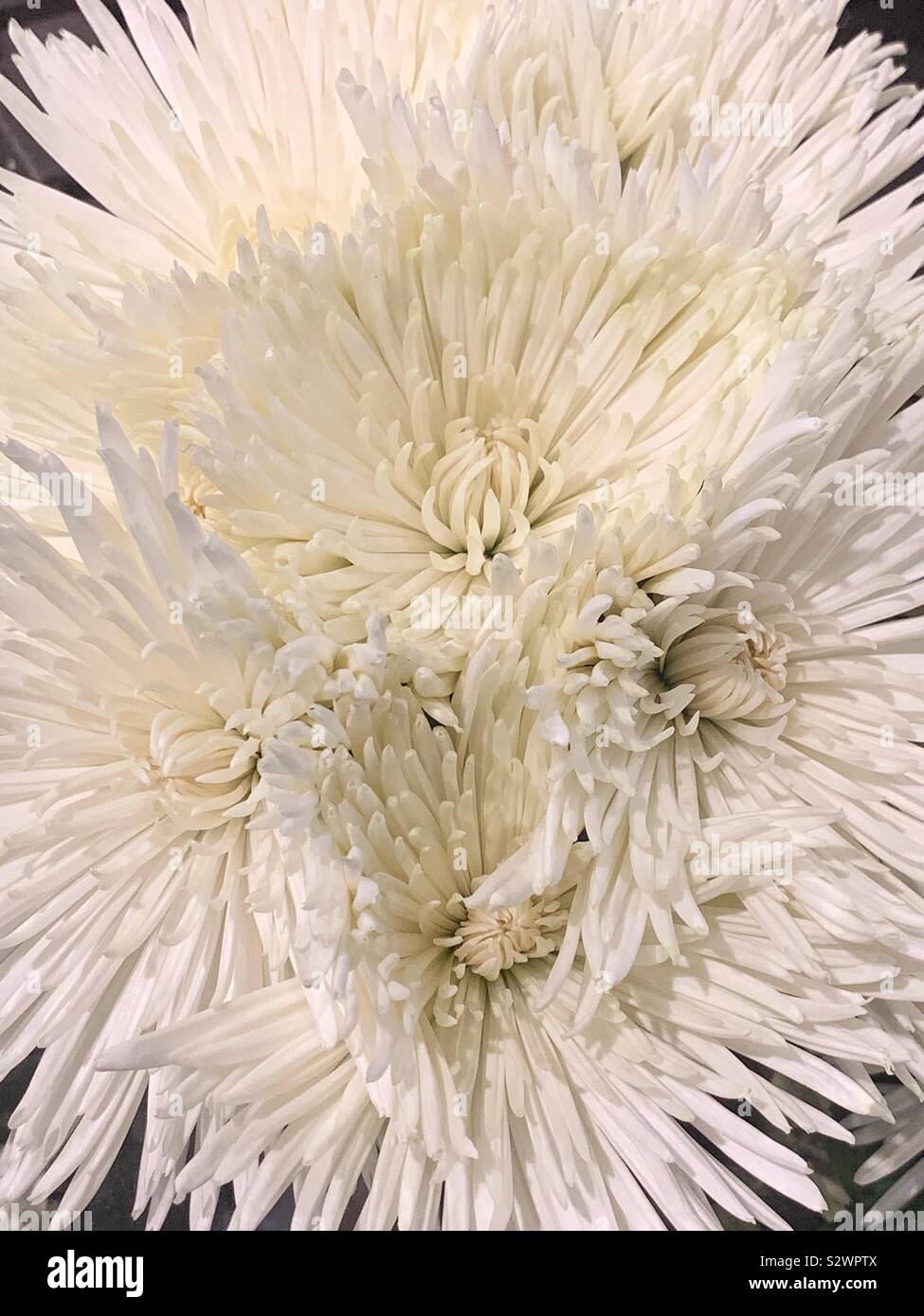 White chrysanthemums blossoms in full bloom. Stock Photo