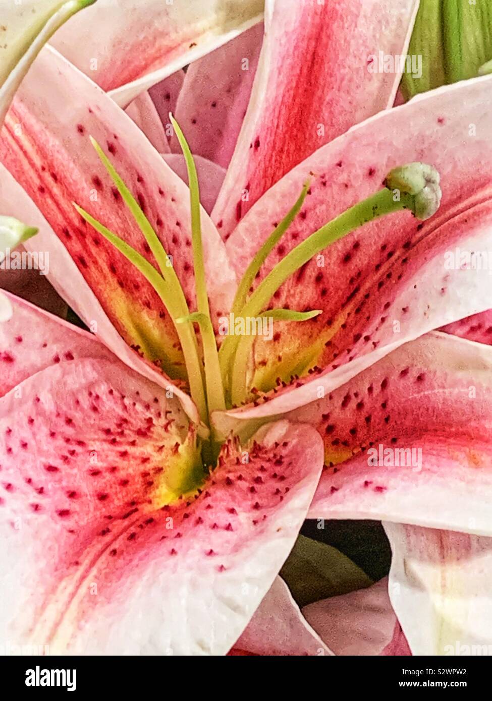 Pink lily stargazer blossom. Stock Photo
