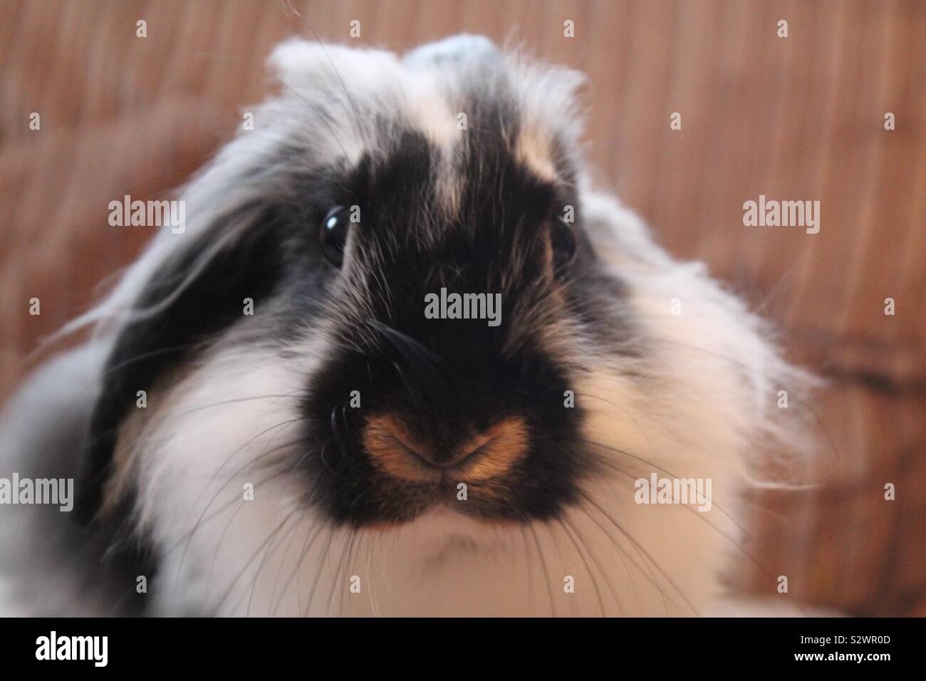 Baby rabbit Stock Photo