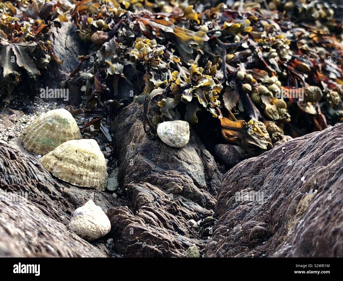 Limpets and seaweed on rocks in Portwrinkle, Devon, UK - Smartphone Captured Stock Image