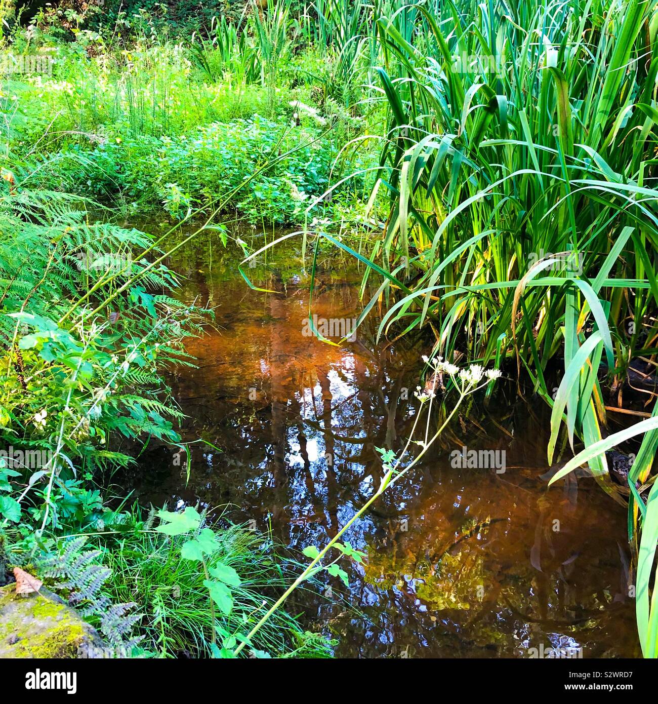 Green pond Stock Photo