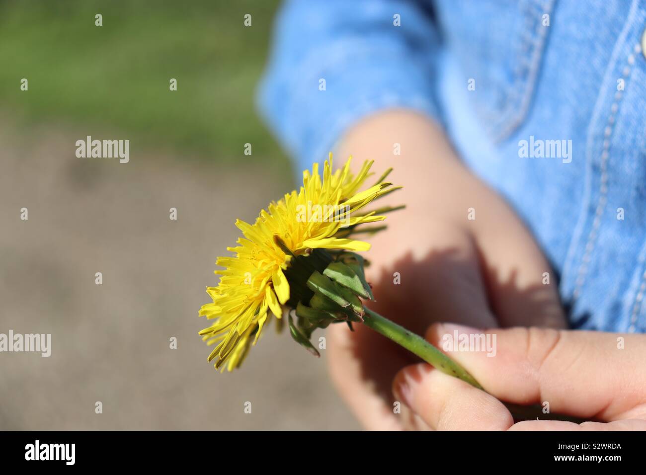 Dandelion,flower,hands,child,boy,summer,sun,yellow Stock Photo