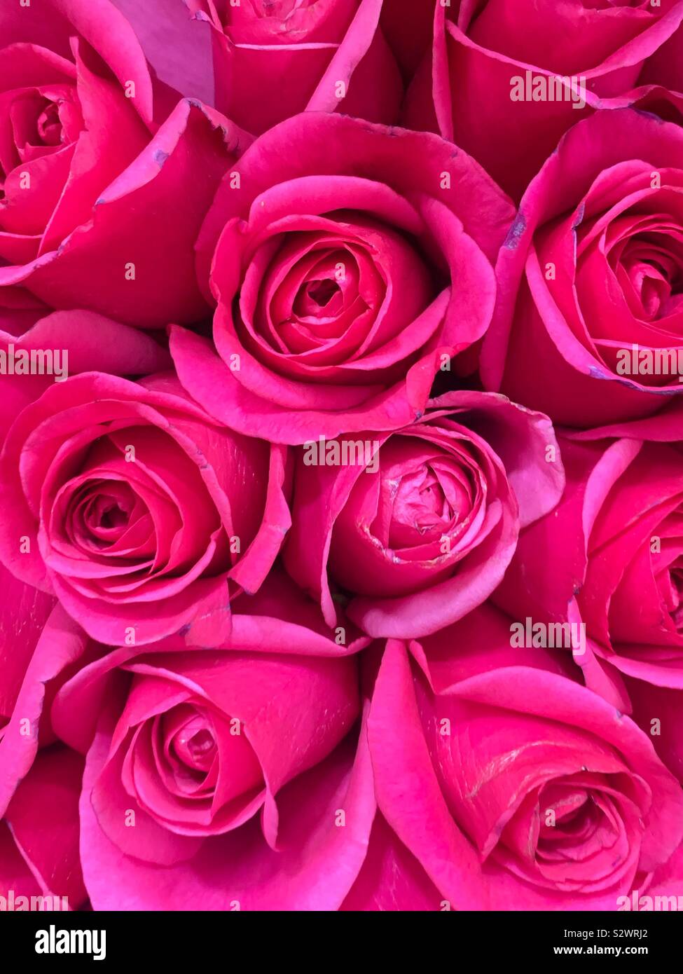 Beautiful dozen of deep pink roses in full bloom. Stock Photo
