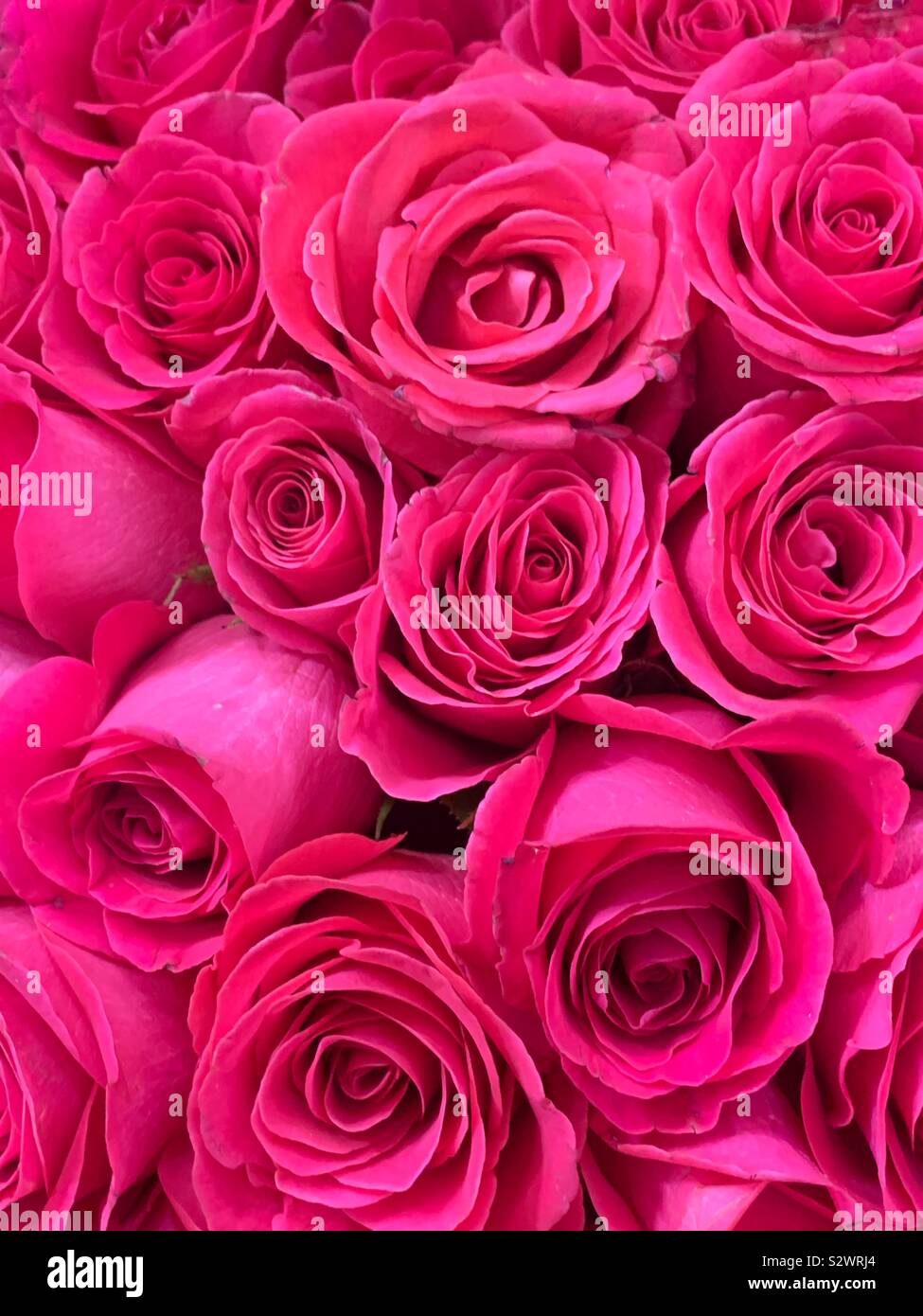 An Incredible Compilation of Over 999 Lovely Rose Images in Stunning 4K ...