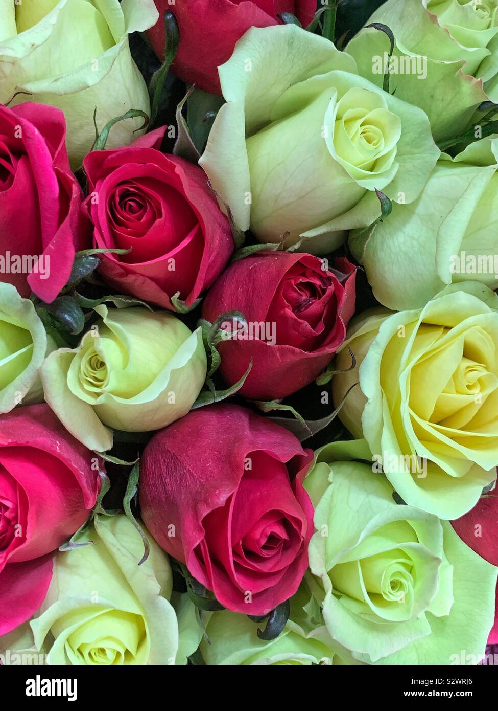 Beautiful bouquet of red and white roses. Stock Photo