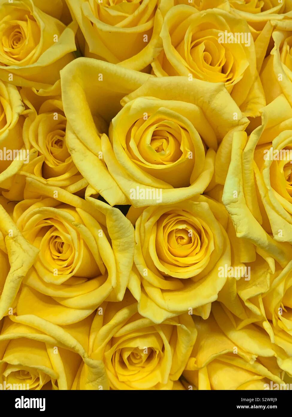 Beautiful bouquet of fresh yellow roses. Stock Photo