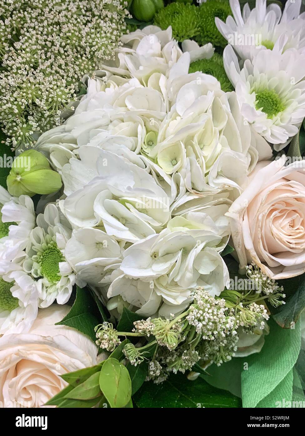 Beautiful bouquet of white hydrangeas and green foliage with a hint of pink roses. Stock Photo