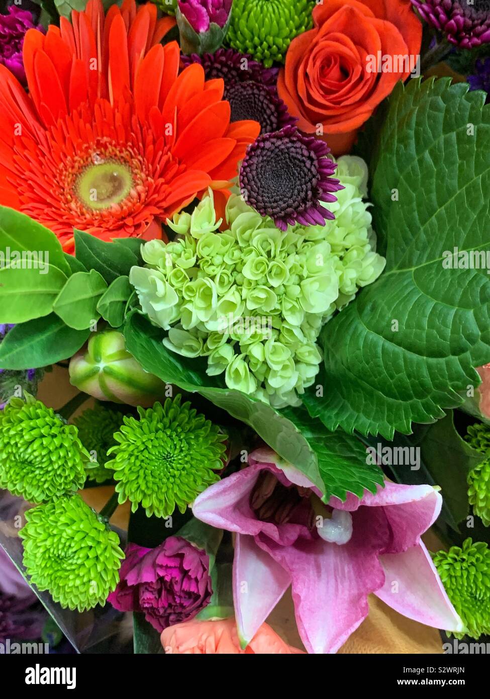 Beautiful green hydrangeas surrounded by red daisies and purple and green flora. Stock Photo