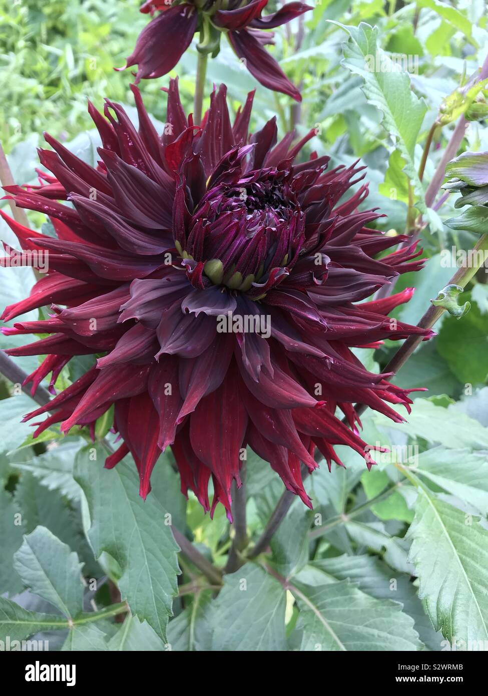 Burgundy Dahlia High Resolution Stock Photography and Images - Alamy