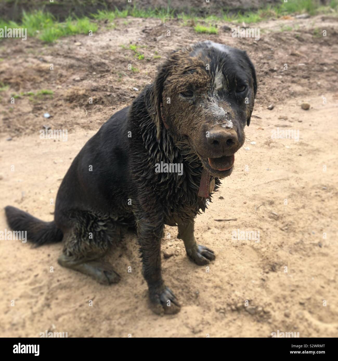 Muddy dog hires stock photography and images Alamy