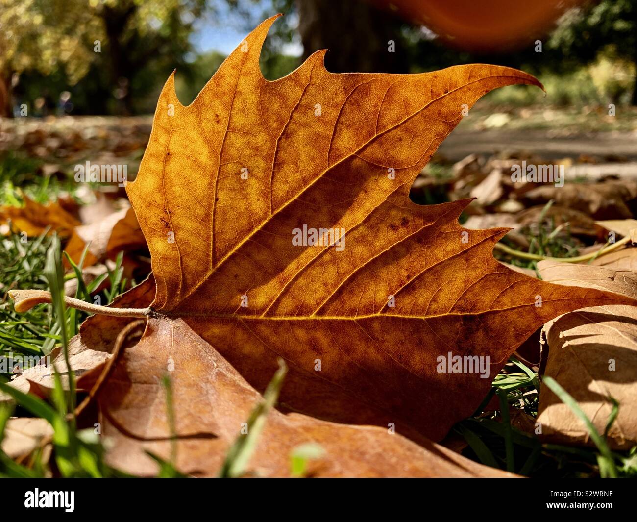 Dead Leaves On The Ground In London Fields Park London Stock Photo Alamy
