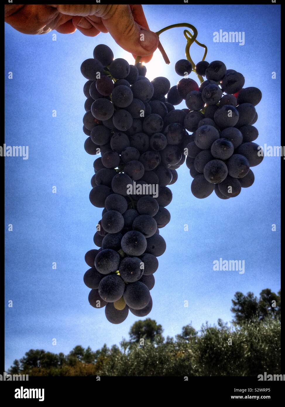 Syrah grapes at harvest, Catalonia, Spain. - Smartphone Captured Stock Image