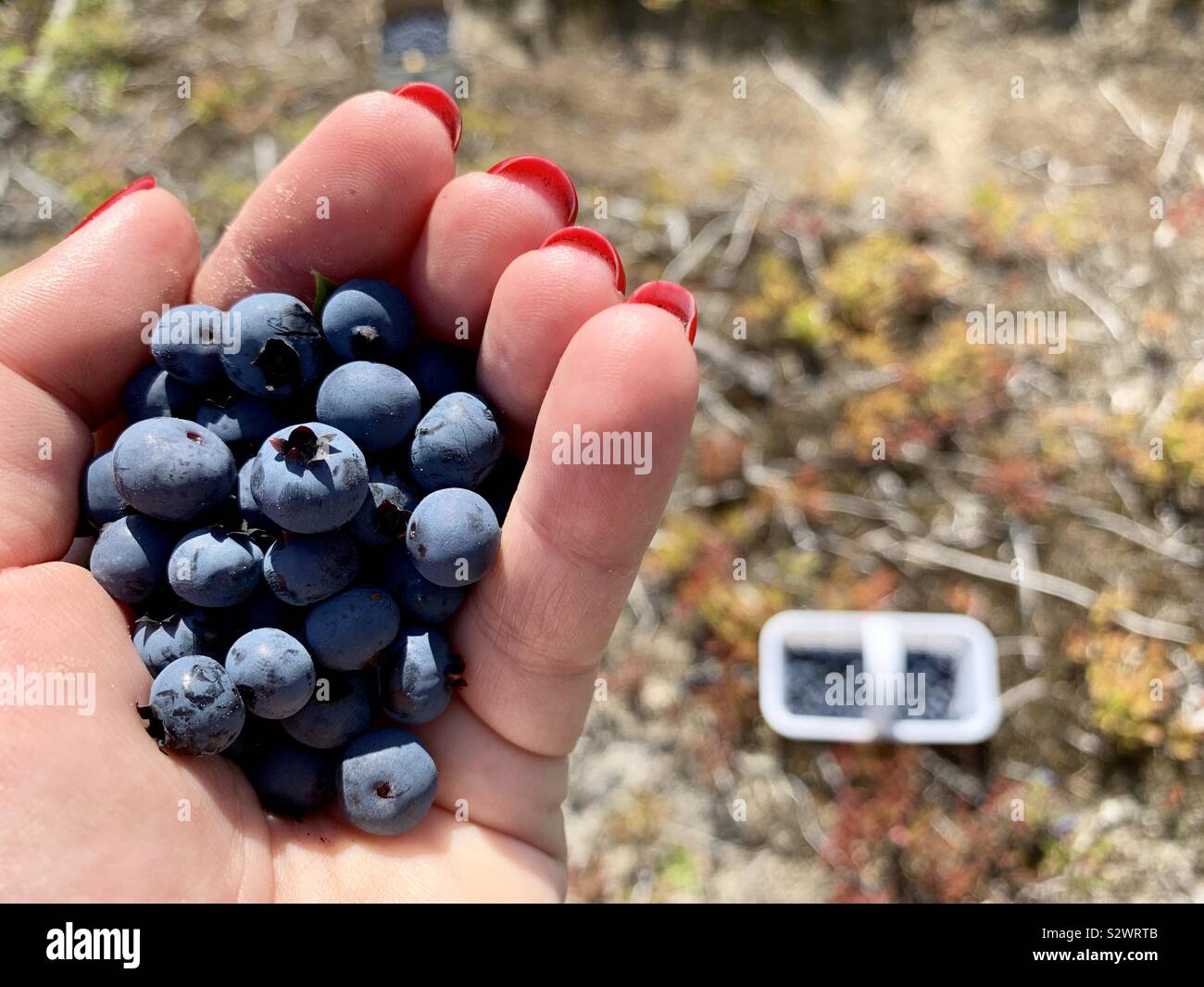 Wild blueberries - Smartphone Captured Stock Image