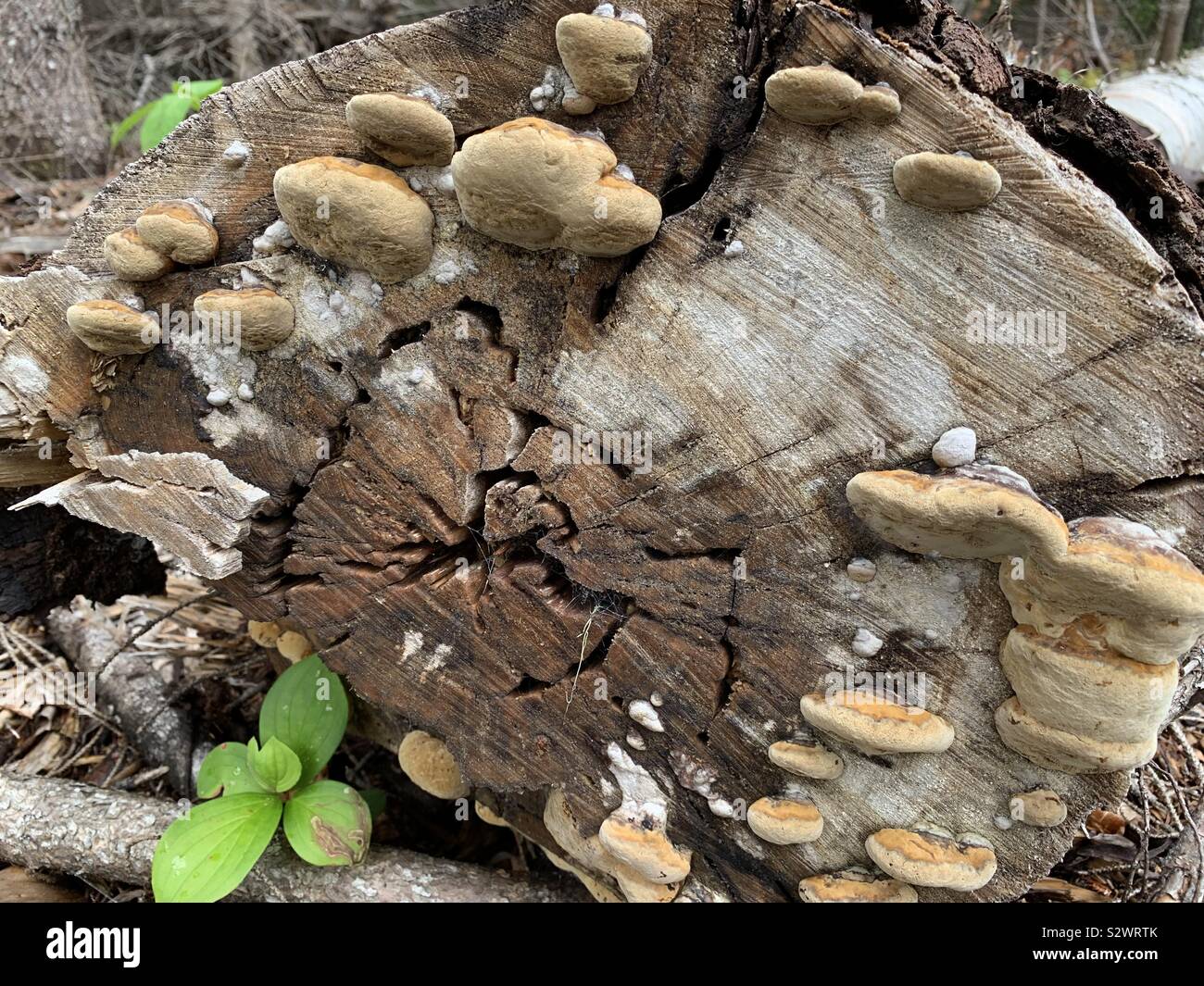 Mushrooms growing on a tree trunk Stock Photo - Alamy