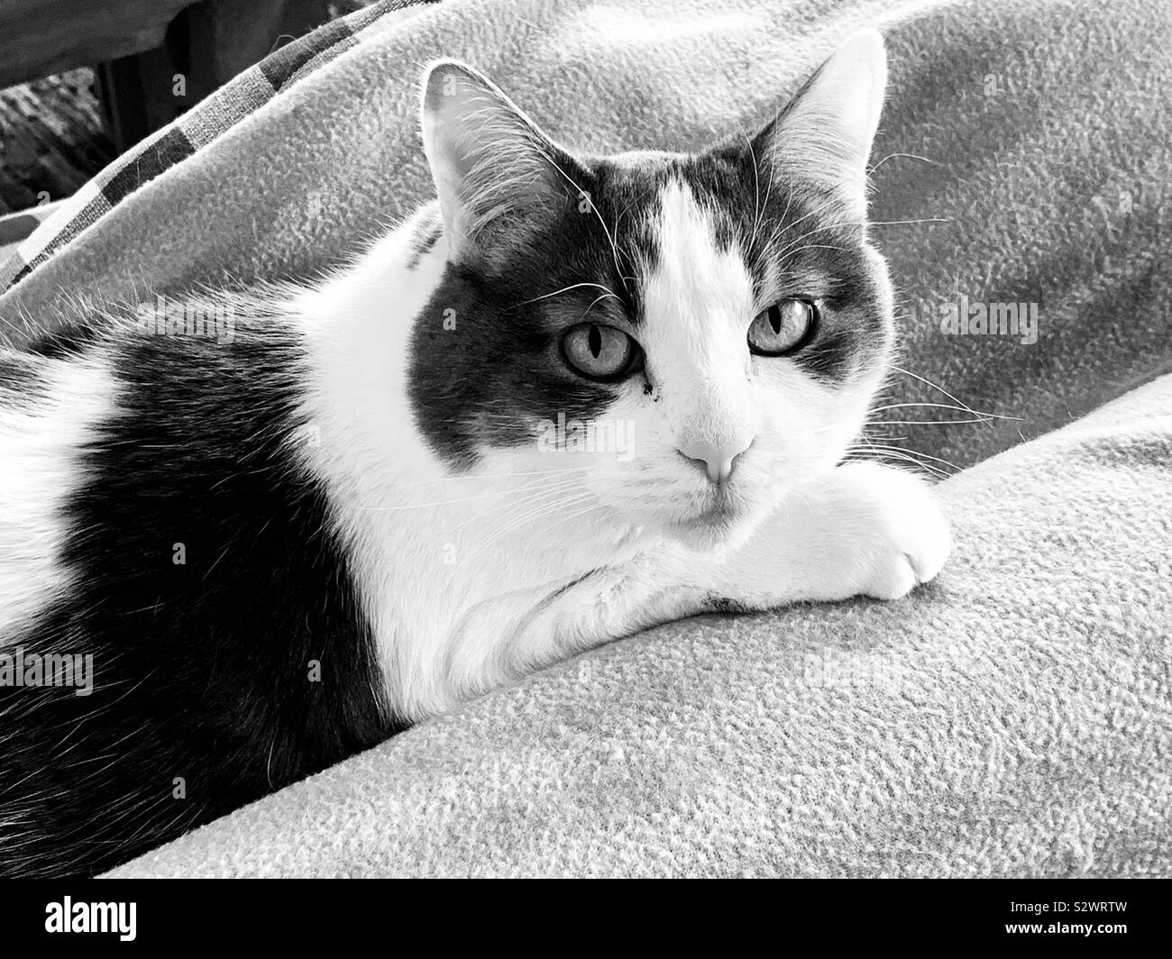 Cat portrait - Smartphone Captured Stock Image