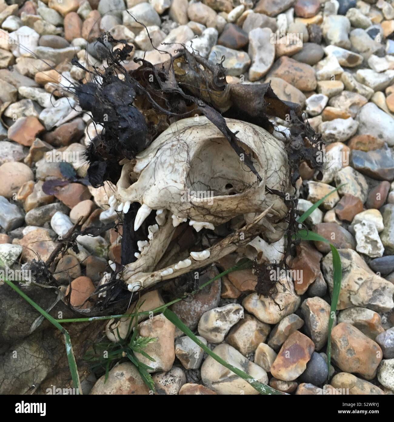 Cat skull, Medstead, Hampshire, England, United Kingdom. - Smartphone Captured Stock Image