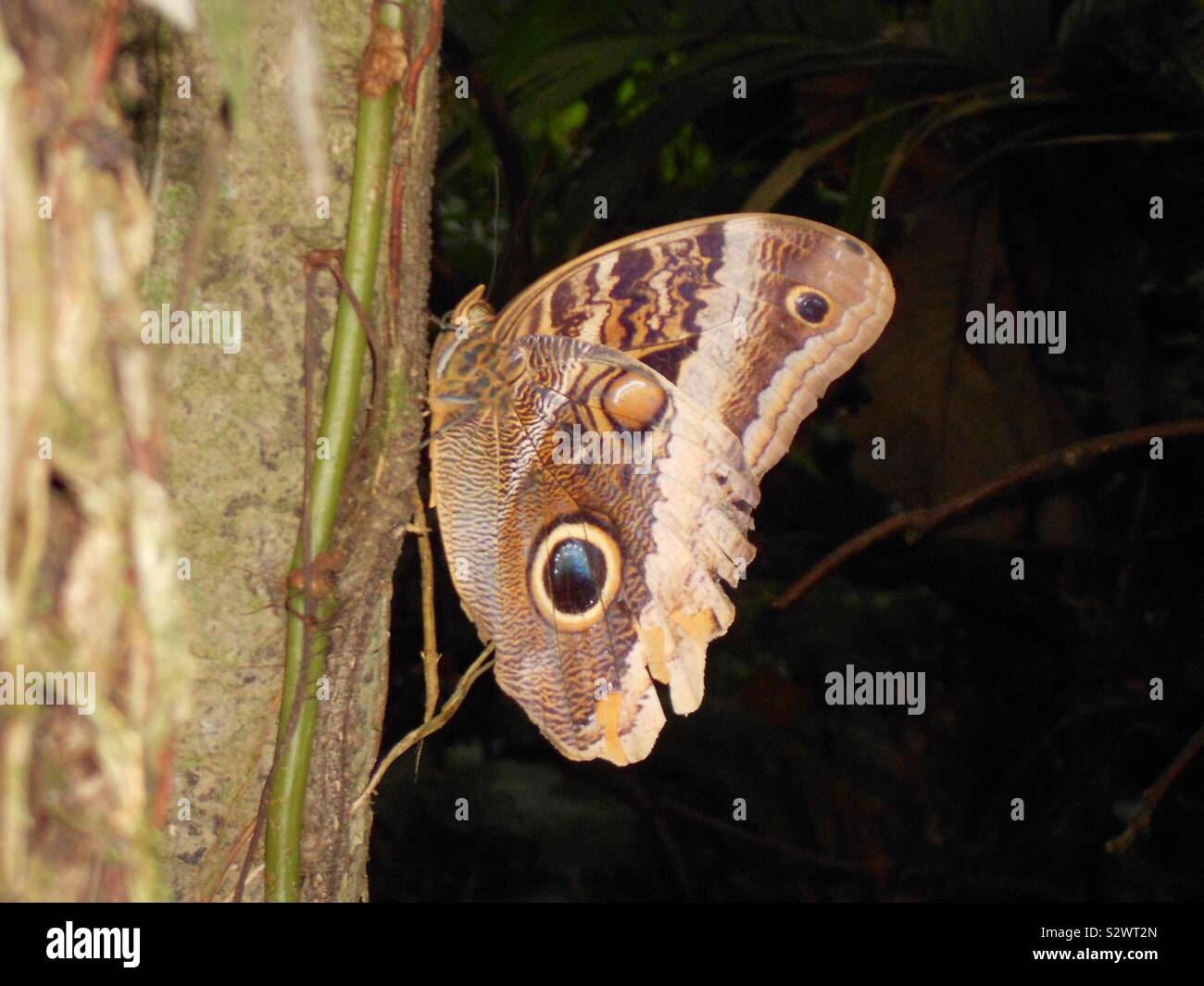 File:Caligo illioneus lepidoptero.jpg - Wikimedia Commons