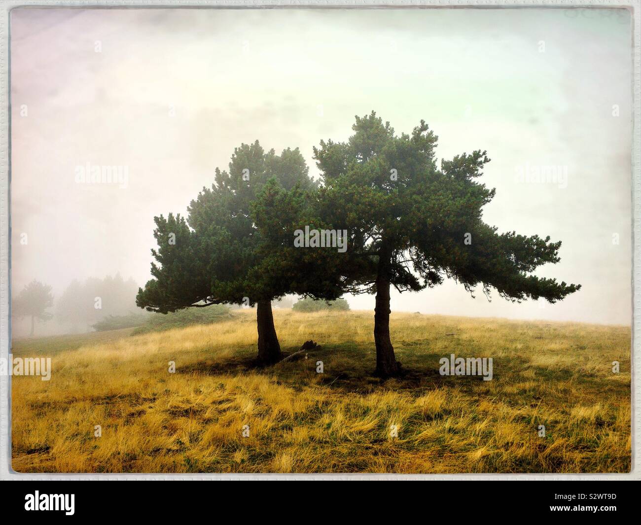 Two trees Stock Photo