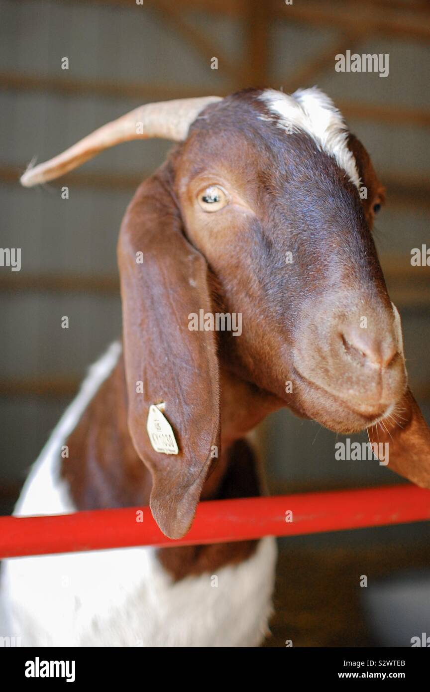 Picture of a goat in a paddock Stock Photo