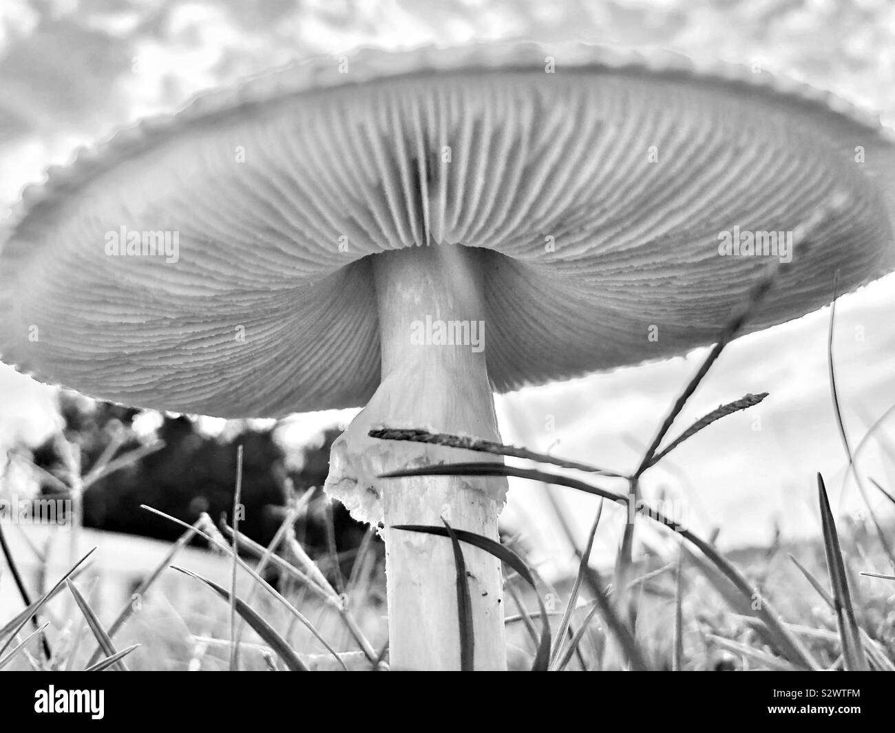 Bugs view underneath a mushroom at dawn Stock Photo