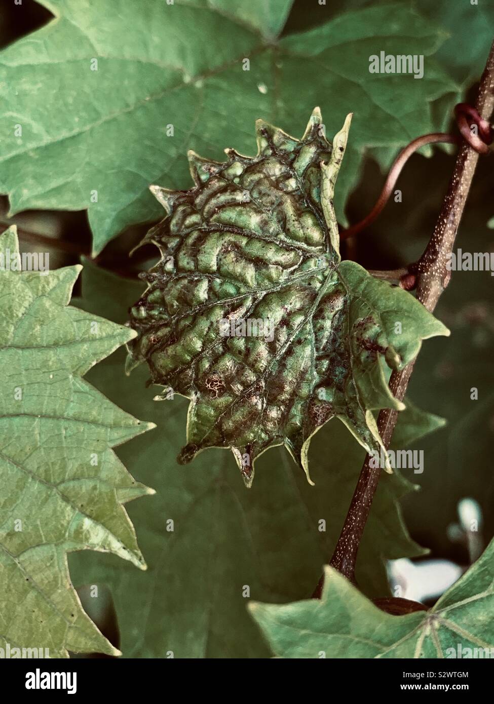 Textured leaves with patterns and design Stock Photo