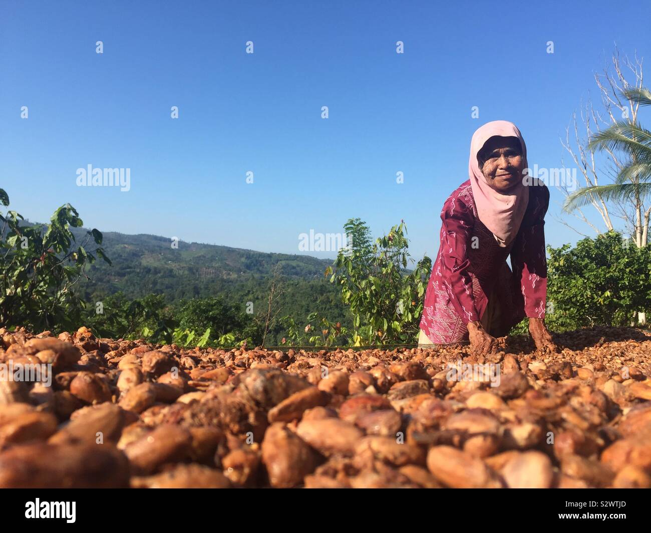 Farmers drying cocoa beans in the mountains of Kolaka, Southeast Sulawesi, Indonesia.  In the last three years, cocoa sales have declined to the detriment of cocoa farmers. Stock Photo