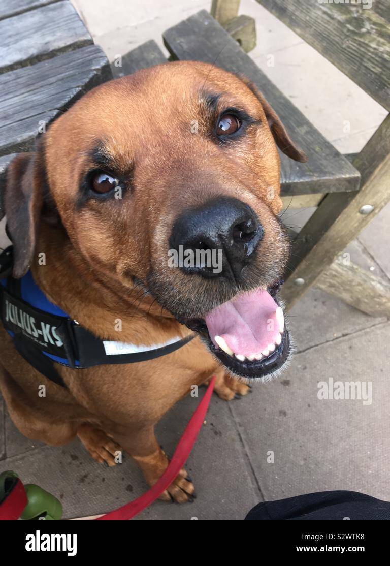 Happy boy - Smartphone Captured Stock Image