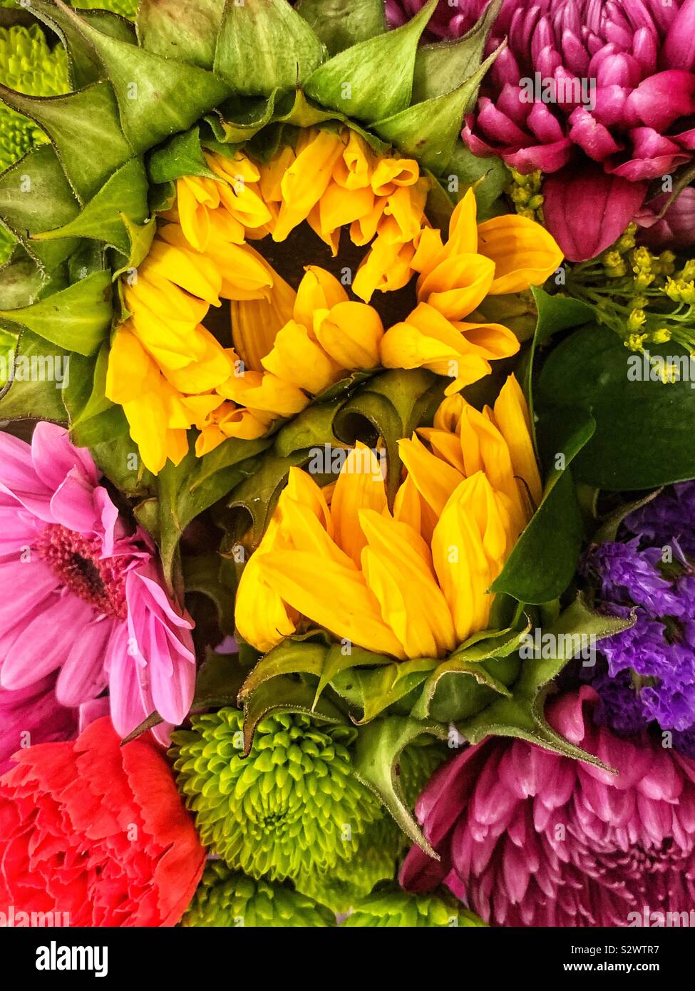 Two yellow sunflowers being smothered in a beautiful bouquet of pink daisies and chrysanthemums. Stock Photo