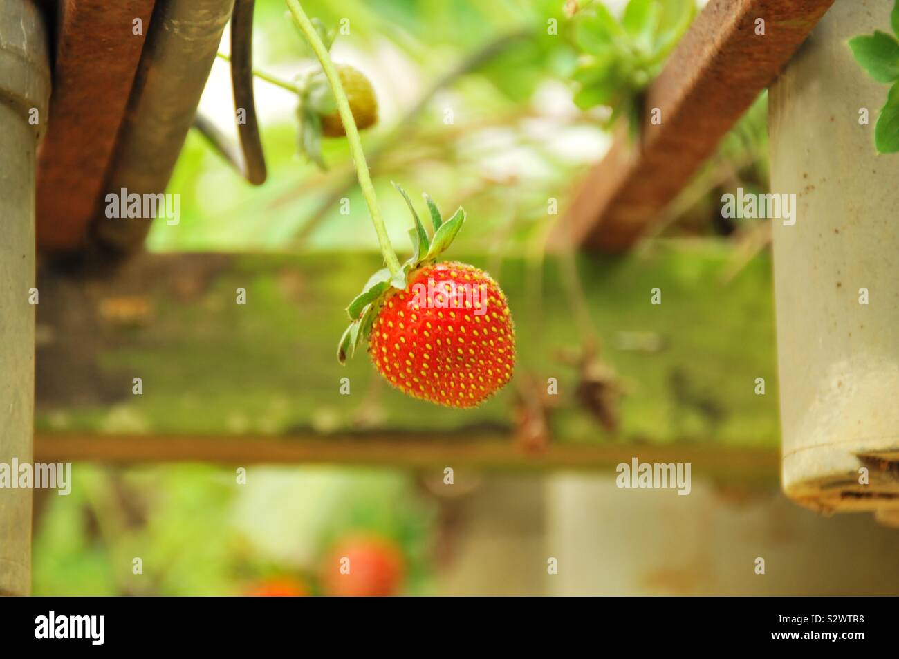 Strawberry Farm in Cameron Highlands, Malaysia Stock Photo Alamy