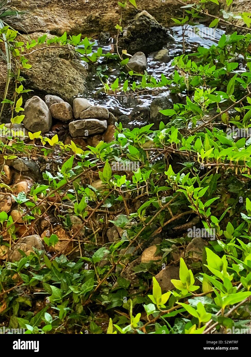 Pebbles in stream hi-res stock photography and images - Alamy