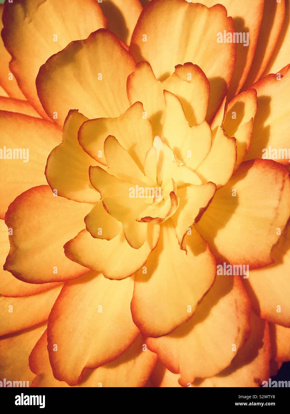 Yellow flower - Smartphone Captured Stock Image