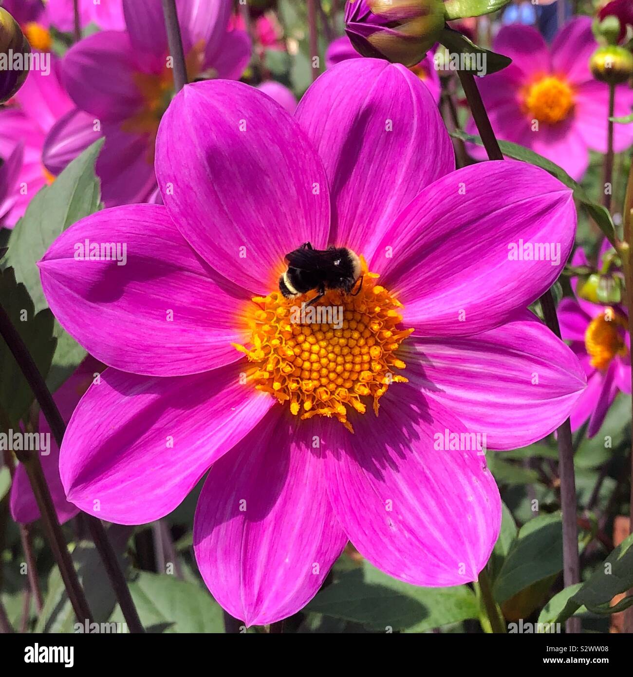 Bee on pink dahlia flower - Smartphone Captured Stock Image