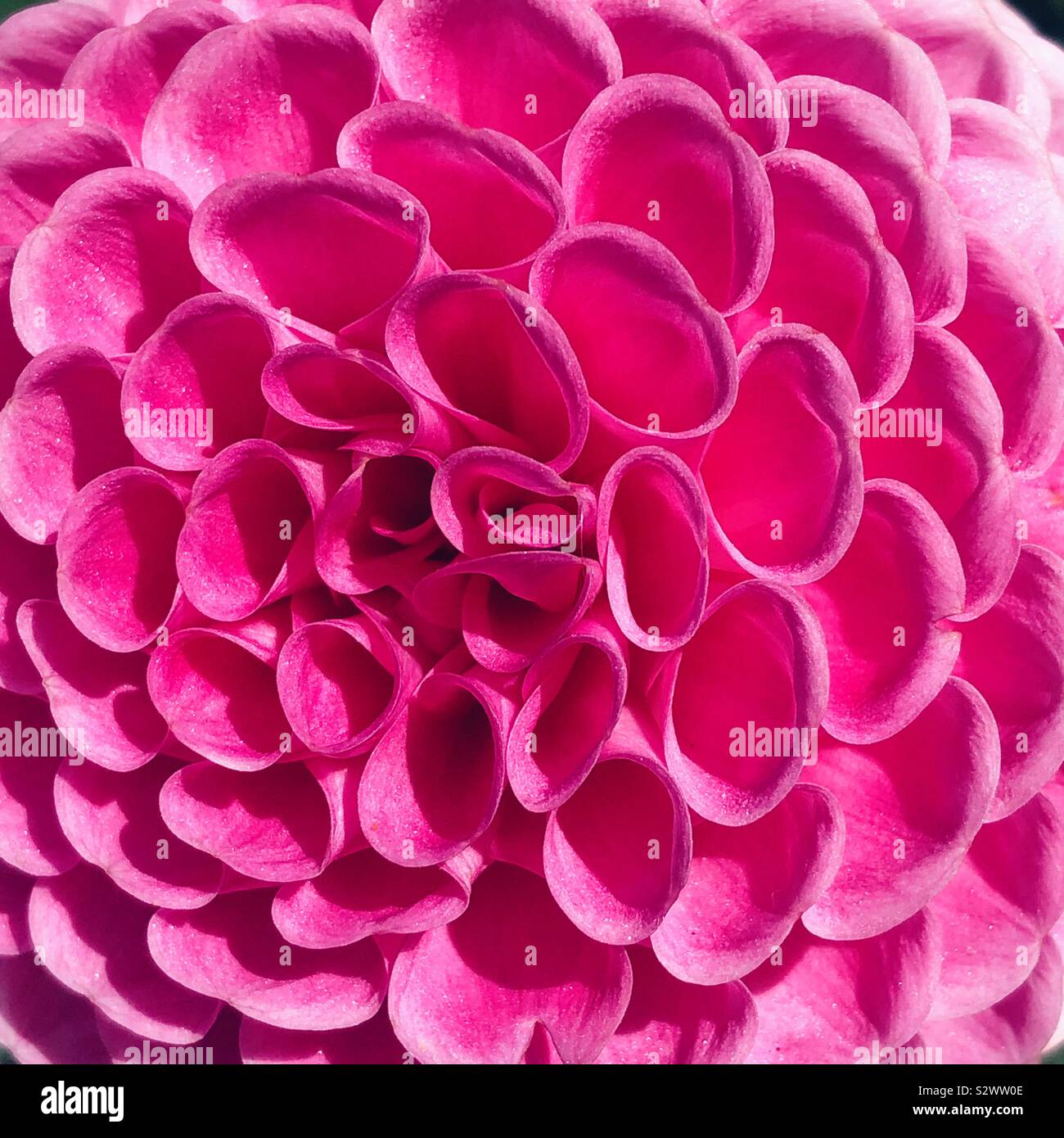 Pink dahlia closeup - Smartphone Captured Stock Image