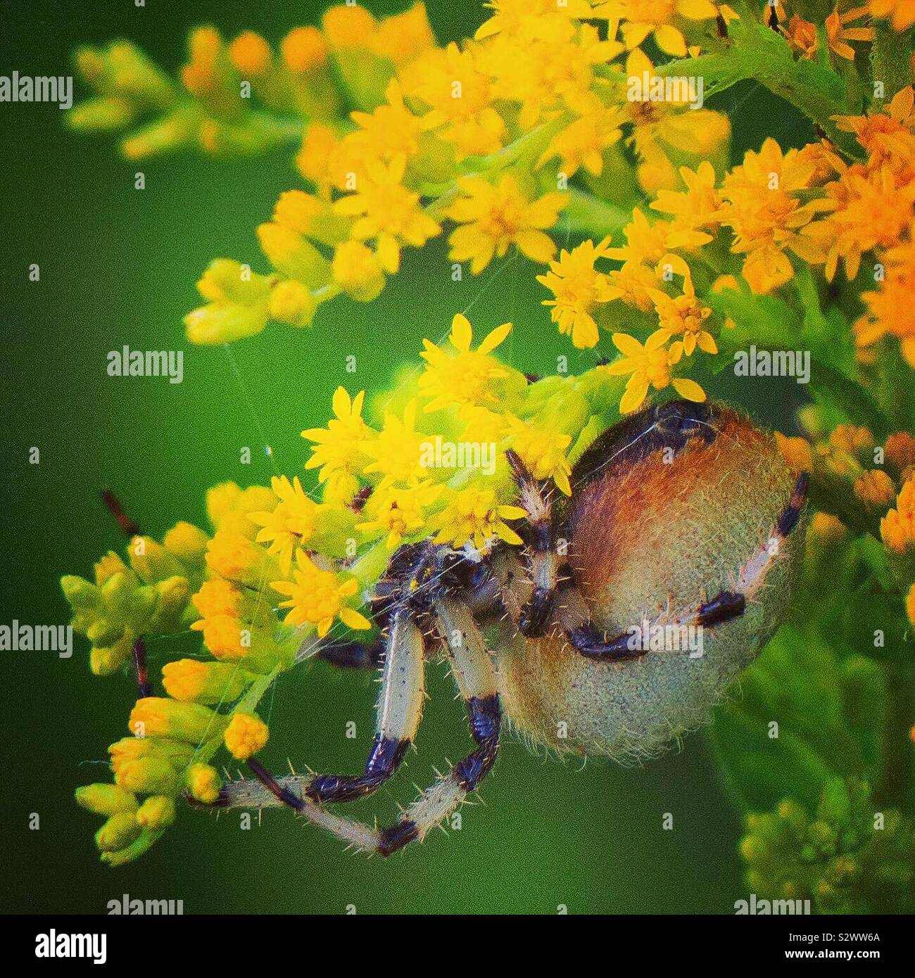 Shamrock orb weaver on goldenrod, Wayne County, Pennsylvania Stock