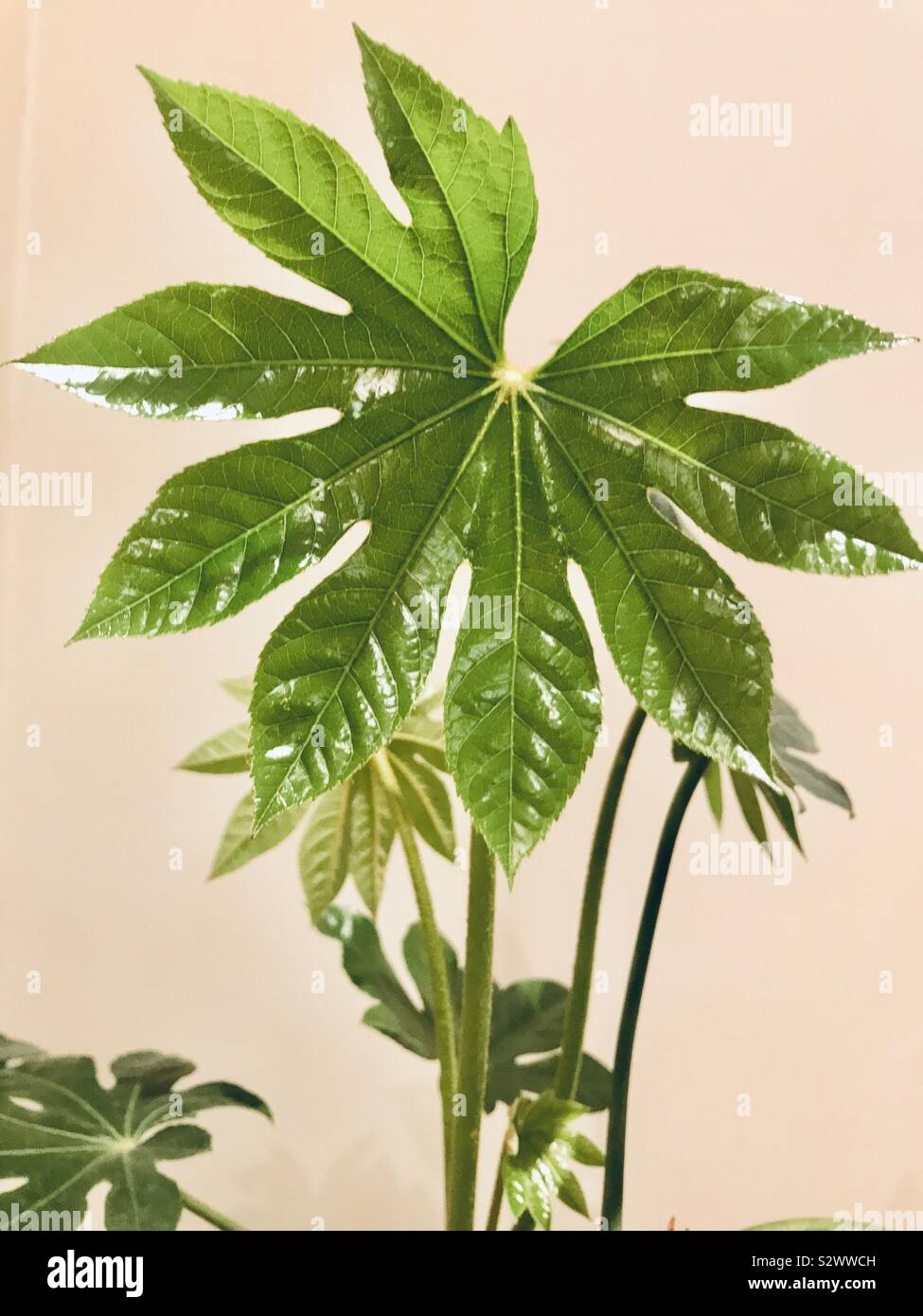 House plant fatsia japonica - Smartphone Captured Stock Image