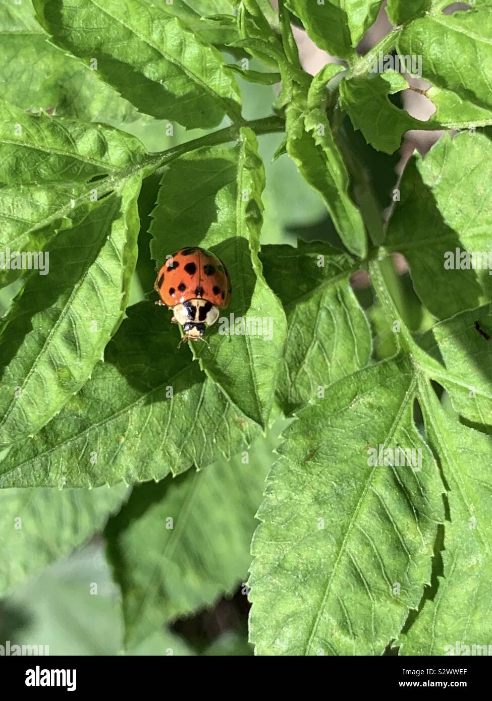 Closeup of ladybug on green plant - Smartphone Captured Stock Image