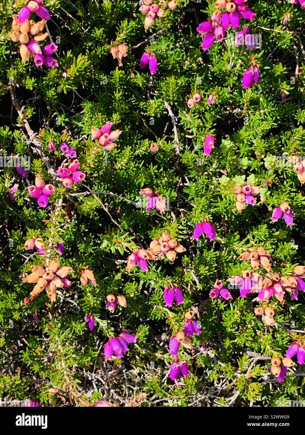 Moorland Heather - Smartphone Captured Stock Image