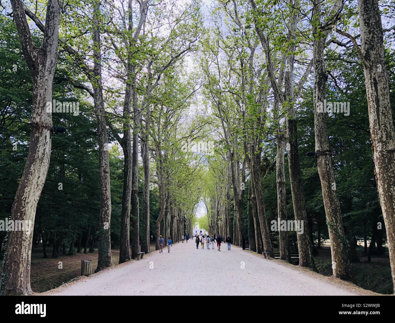 Grand avenue of plane trees leading to Château de Chenonceau - Smartphone Captured Stock Image