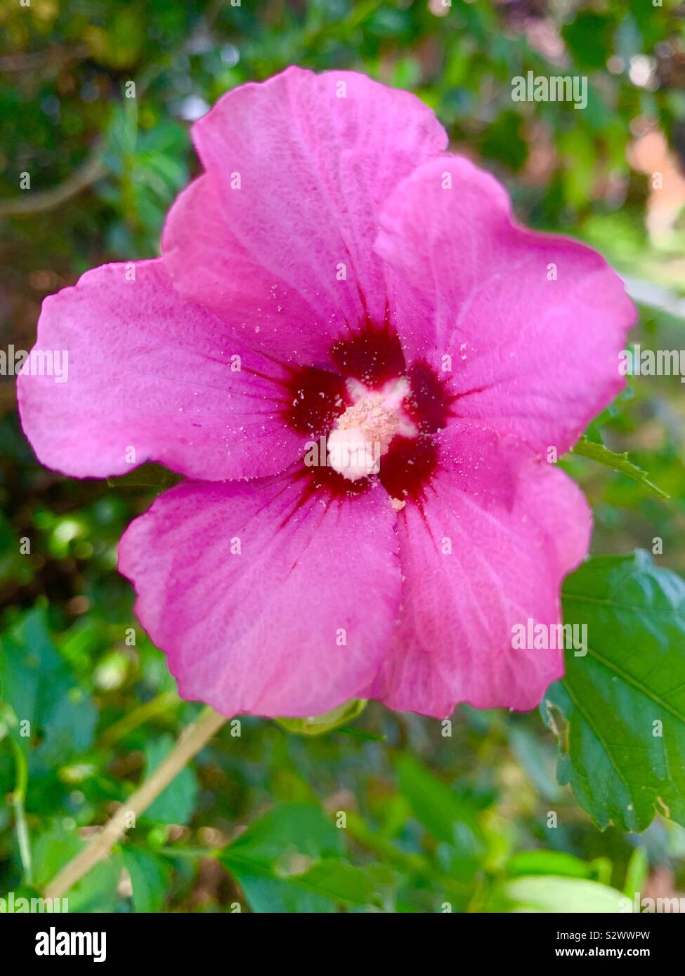 Flower, Lutherville, MD Stock Photo Alamy