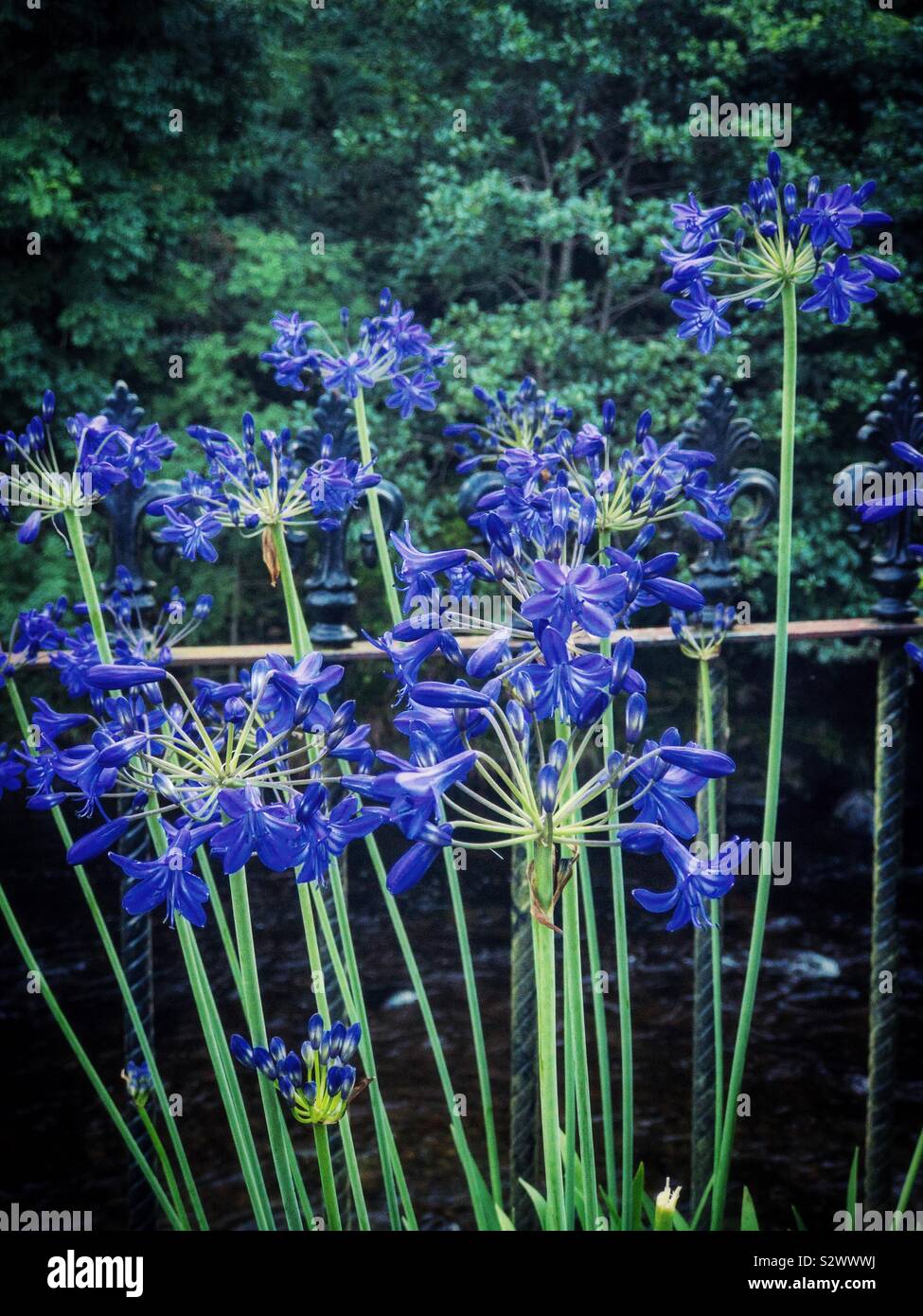 Blue agapanthus flowers. Stock Photo