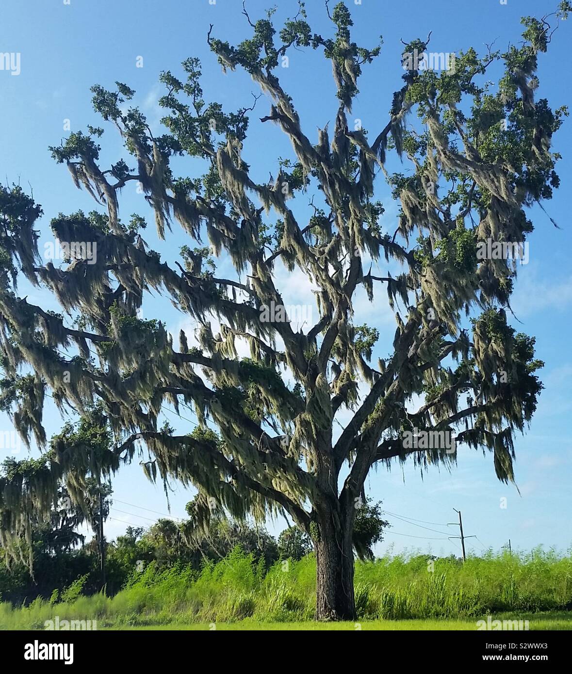 Oak tree spanish moss hires stock photography and images Alamy