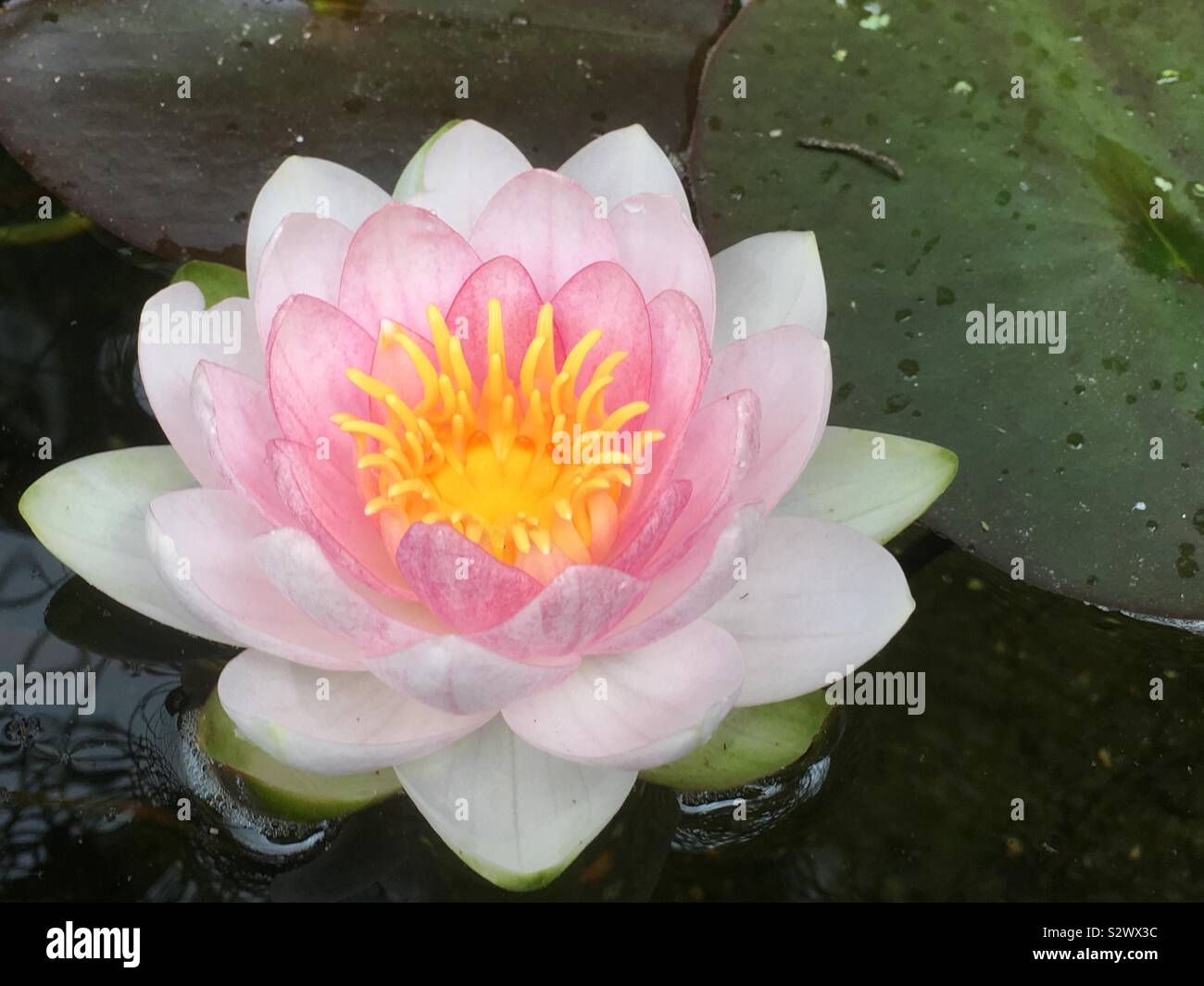 Water lily, Pond life, Garden Pond, Stock Photo